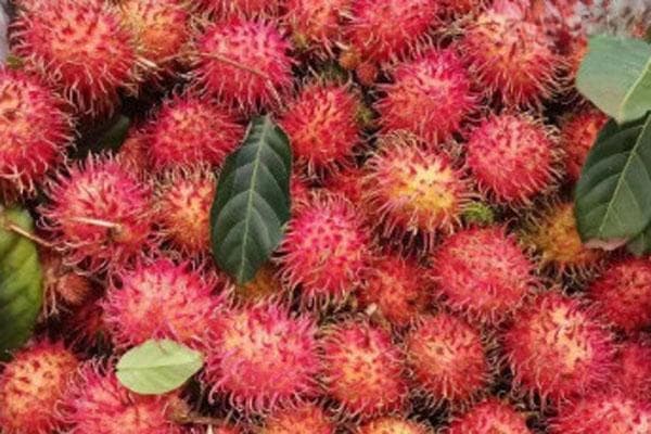 红毛丹多少钱一斤？从价格到食用方法全解析