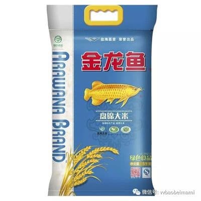 龙鱼的日常饮食管理：从营养需求到喂食技巧