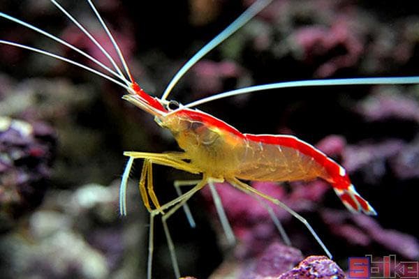 印度洋白纹清洁虾：水族箱中的“医生”