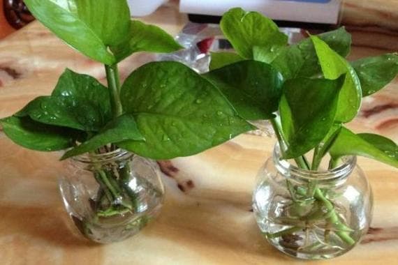 水培植物的养殖方法：以芦荟和龟背竹为例