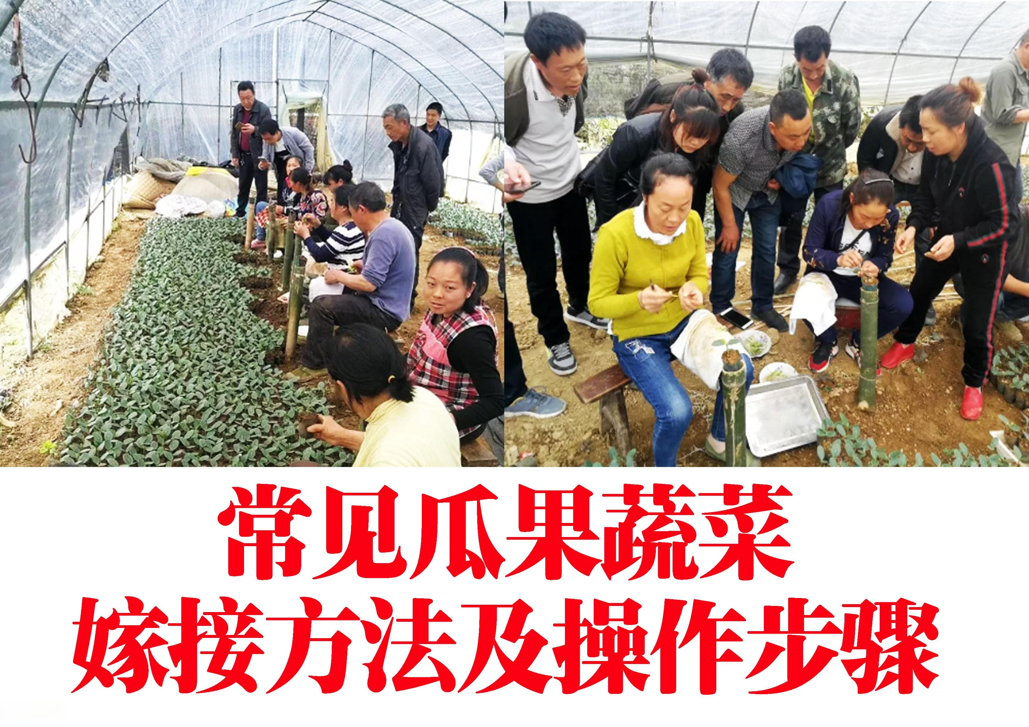 茄子、辣椒、番茄、西瓜、黄瓜、冬瓜等瓜果蔬菜如何嫁接？