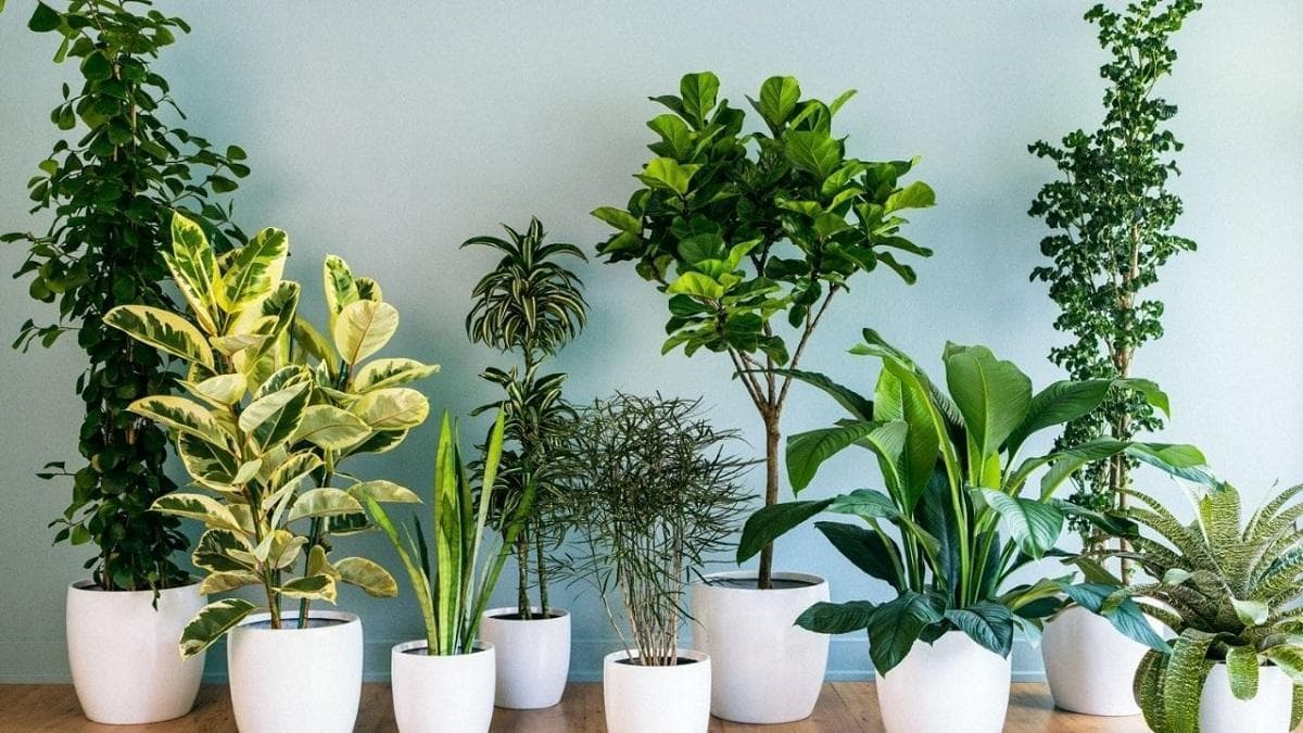 最能净化家中空气的 10 种植物
