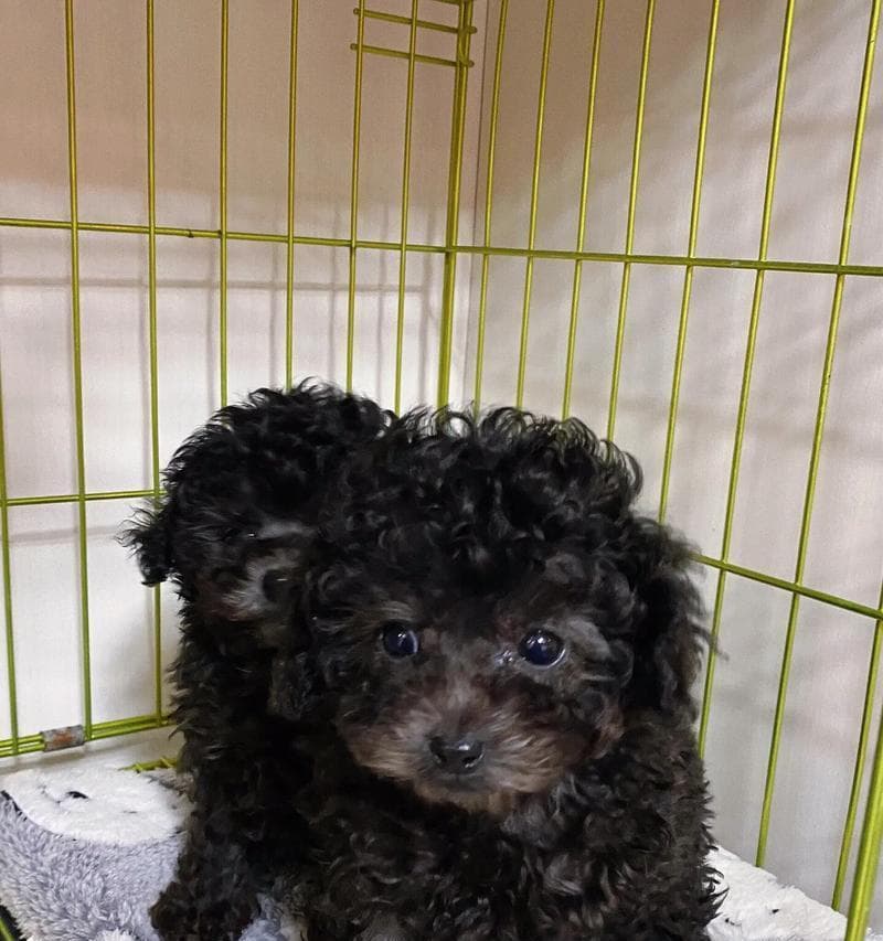打造无体味的迷人泰迪犬（洗澡频率和美容技巧分享）