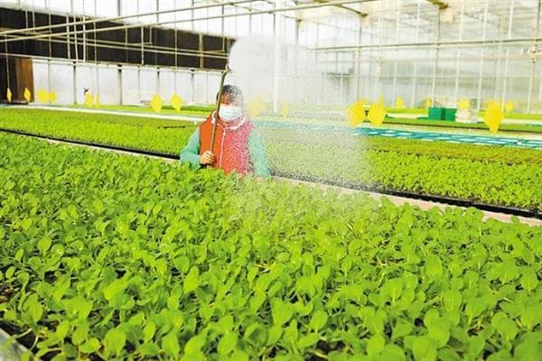 蔬菜浇水全攻略：从播种到收获的科学灌溉指南