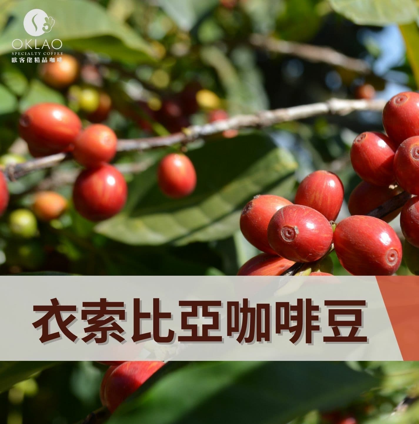 埃塞俄比亚咖啡豆六大产区风味解析