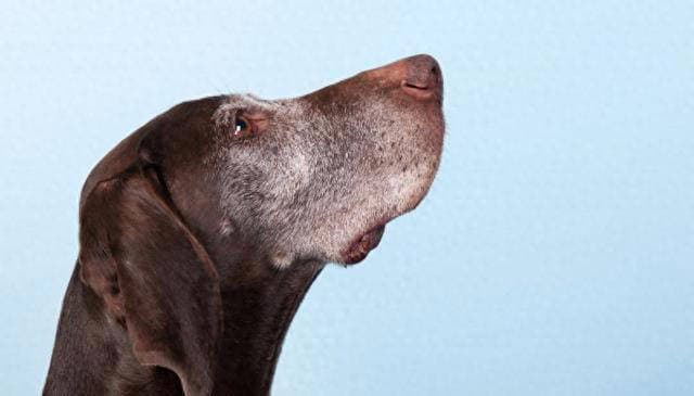 大型犬真的命短吗？四个意想不到的事实可能颠覆你的认知！