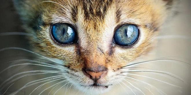 虐猫，关乎道德，更影响“我们每个人的饭碗”