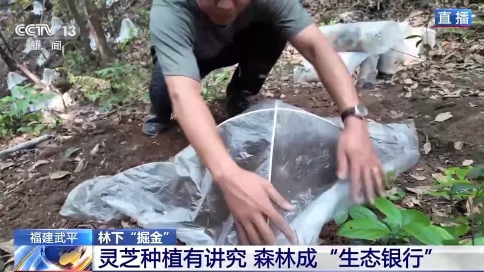 400元变6000元：福建武平紫灵芝撑开“致富伞”