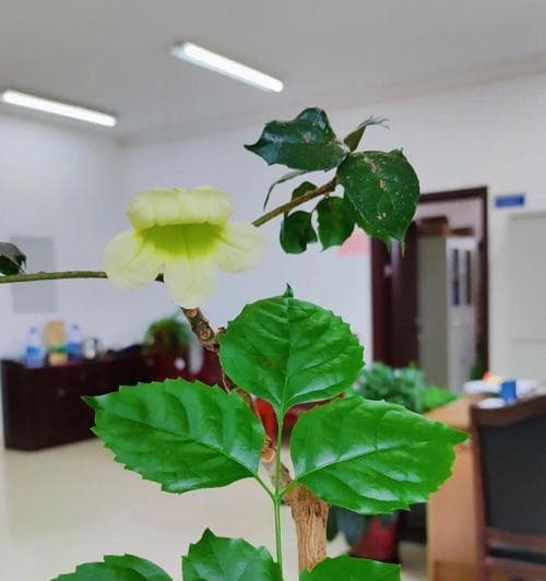 发财树开花后如何处理？（养护技巧及注意事项）