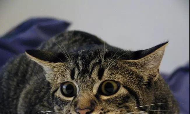 猫咪有呼吸声正常吗？如何判断猫咪呼吸是否健康？