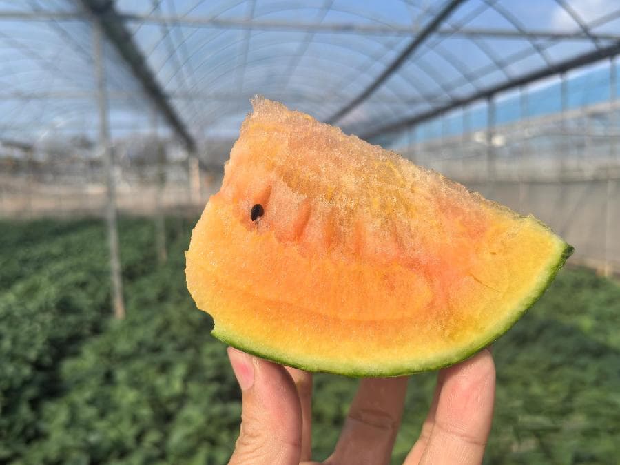 三亚院地合作结硕果 选出6个适合三亚种植特色小西瓜品种
