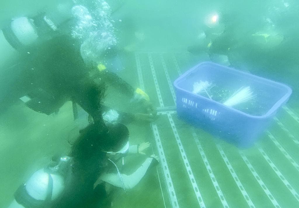 增强海洋气候韧性，专家建议提升海洋保护地管理和保护成效