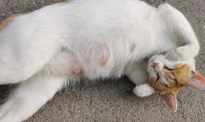 如何给1-3个月的流浪小奶猫做检查（手把手教你养活它）