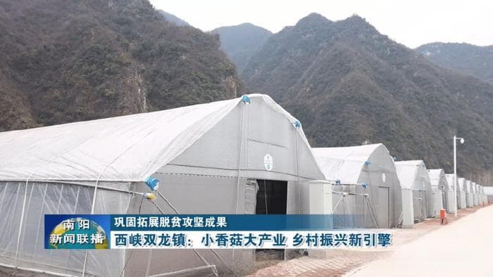 巩固拓展脱贫攻坚成果 | 西峡县双龙镇：小香菇大产业 乡村振兴新引擎