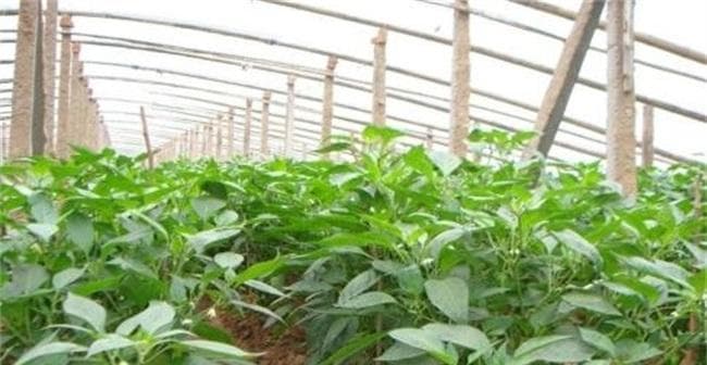 穿心莲高产种植技术与管理方法（打造高品质种植，提高穿心莲产量）