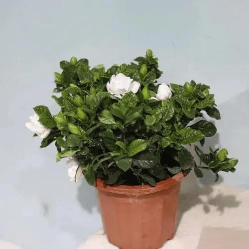 栀子花一年开几次花？怎么养护开花多？（详细）