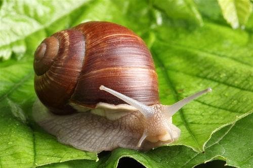 蜗牛能和蛞蝓杂交吗 蛞蝓可以用手抓吗