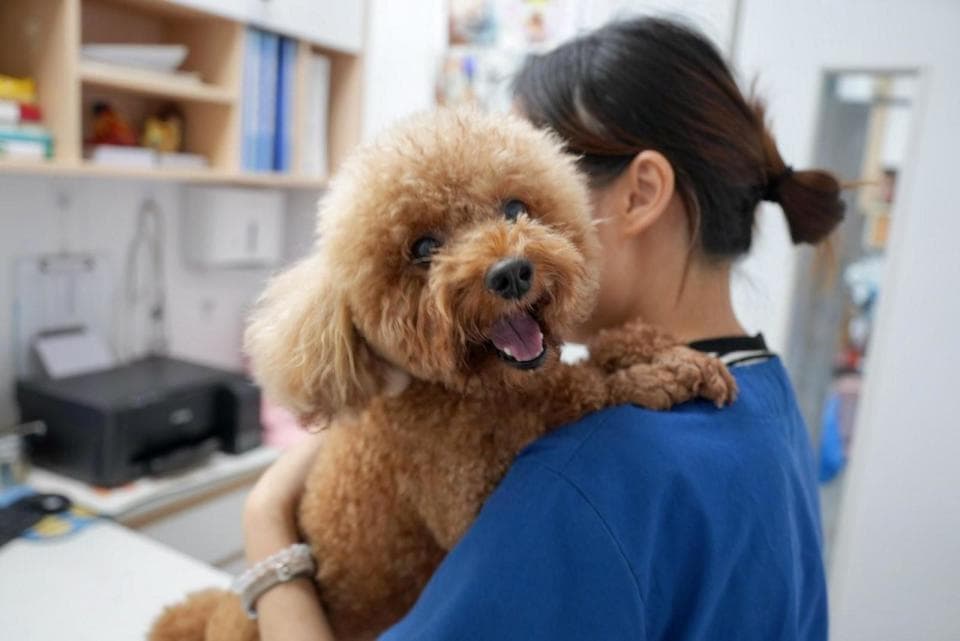 深圳构建全方位防控体系，连续16年保持狂犬病本地零病例
