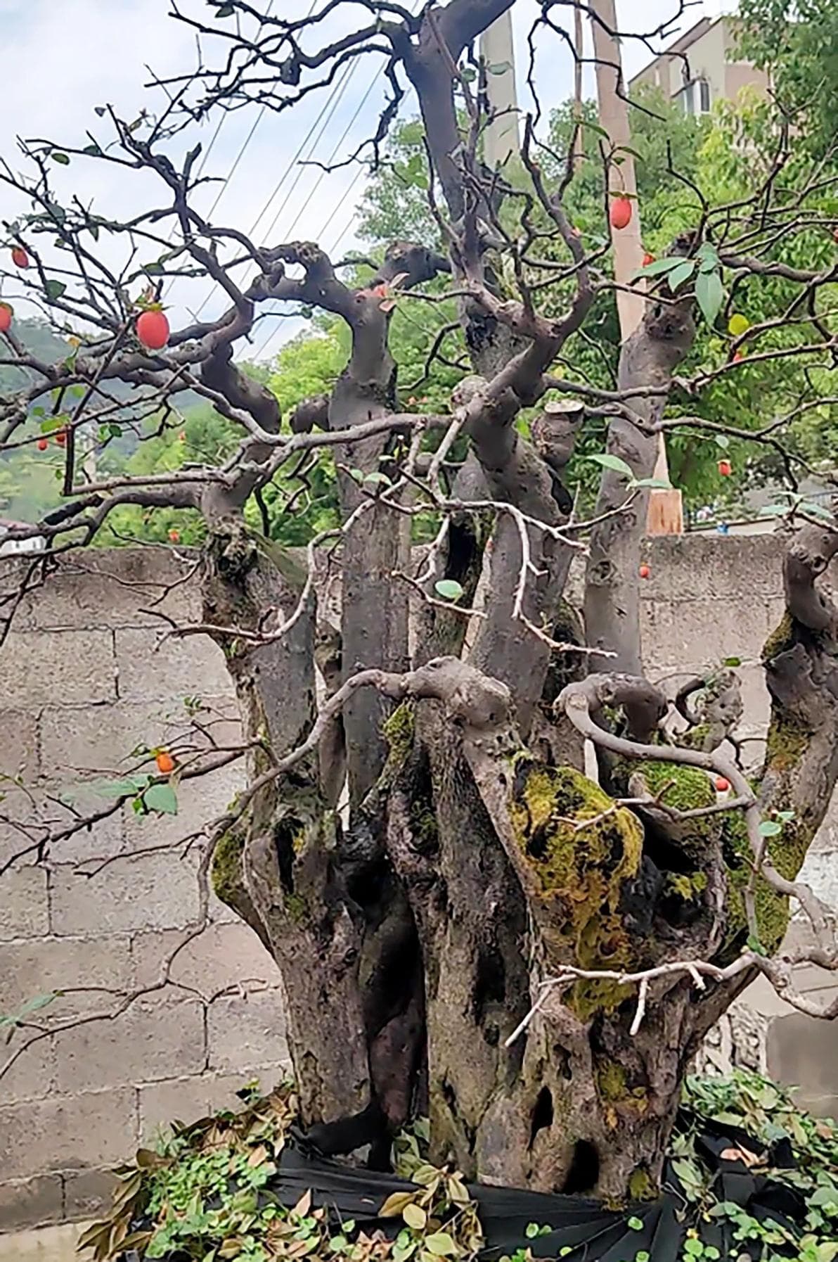 走出盆景花卉浇水误区，让植物焕发生机