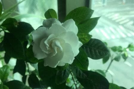 栀子花黄叶掉叶怎么办(原因和解决方法)