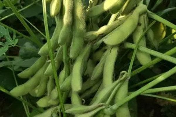 毛豆高产栽培技术全攻略