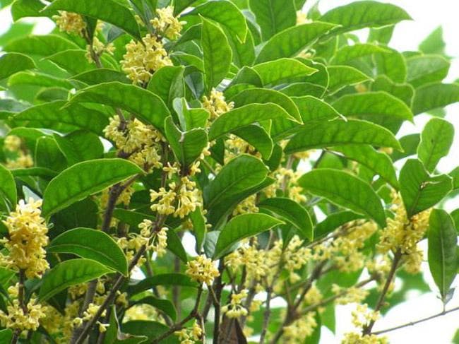 冬季怎样栽种桂花树