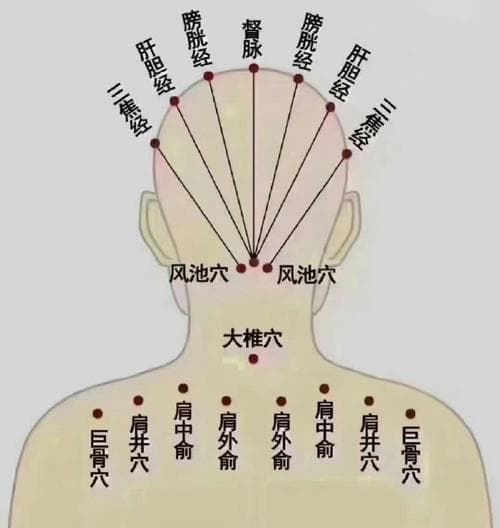 天麻可疏通头部经络吗（天麻治疗脑供血不足吗）