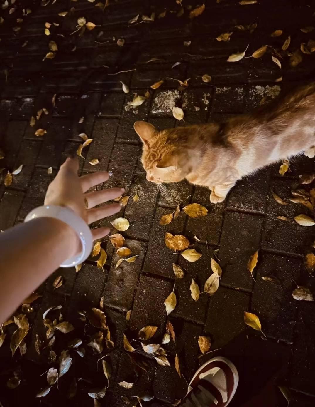 全国爱猫人士必打卡景点推荐