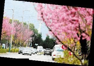 春行昆明 邂逅繁花