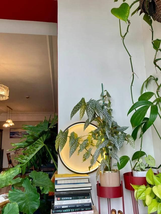 想在北阳台打造小花园？这11种花好养有格调，怎么摆都好看