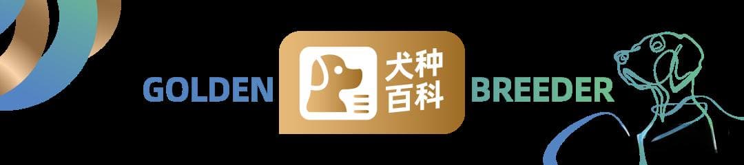 法国斗牛犬：超级松弛的温柔奶油狗
