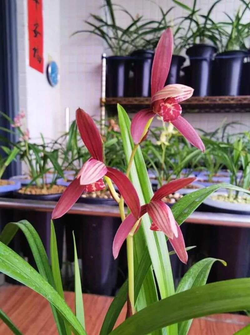 冬季兰花养护指南：掌握“冬不湿”的关键技巧
