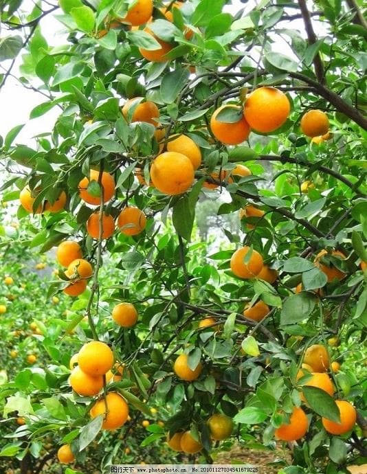 柑橘病虫害防治全攻略：全年用药时间表及常见病虫害防治方法