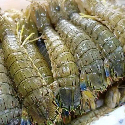 皮皮虾可以放冰箱冷冻吗？
