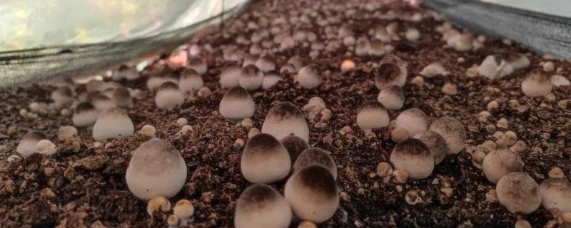 草菇种植技术：从生长条件到培养料配制的全面指南