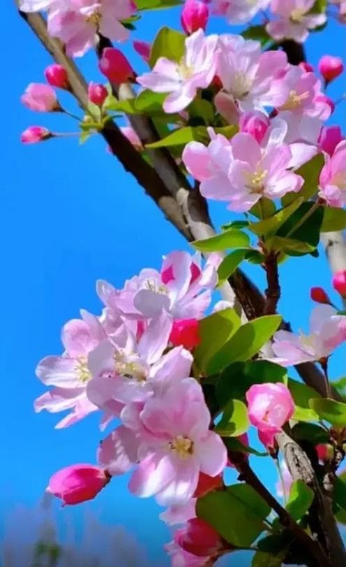 春暖花开是什么？春暖花开，是万物复苏的盛景!