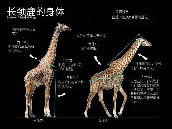 长颈鹿颈部进化新发现颠覆认知
