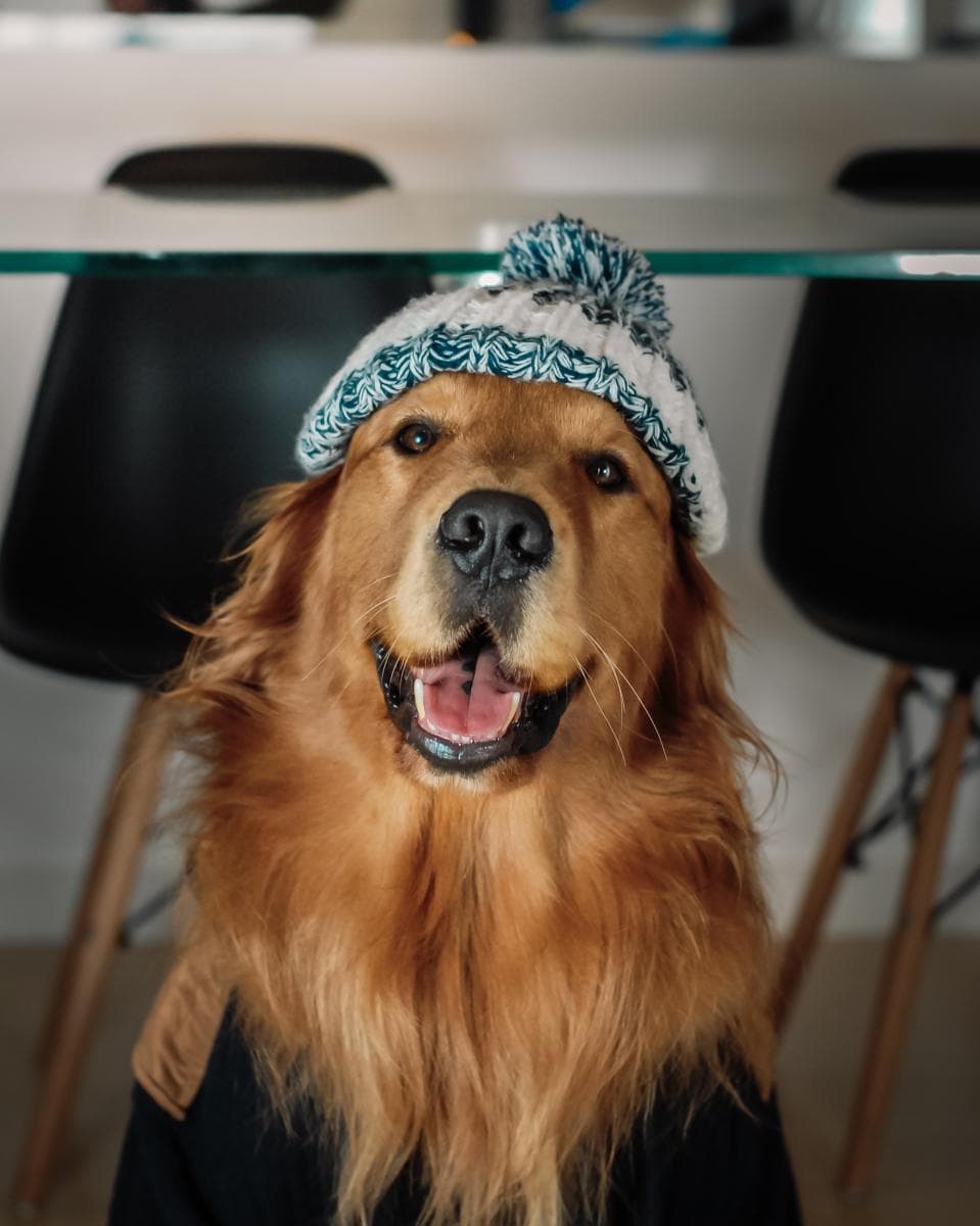 金毛犬常见疾病及防治