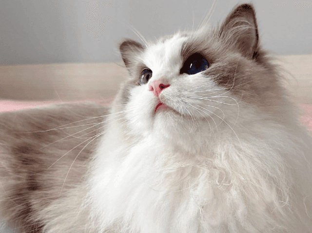 养猫小技巧，布偶猫的优缺点及饲养建议