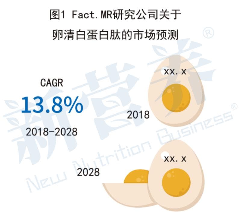 一专多能，卵清白蛋白肽在白蛋白肽领域的新探索