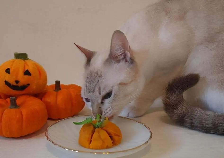 7种能提高猫咪食欲的食物，你家备上了没？