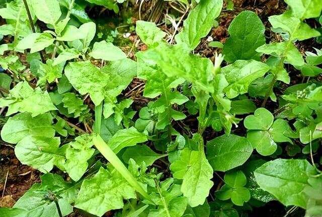 酷似蒲公英的黄鹌菜：不仅是野菜，更是珍贵的“还阳草”