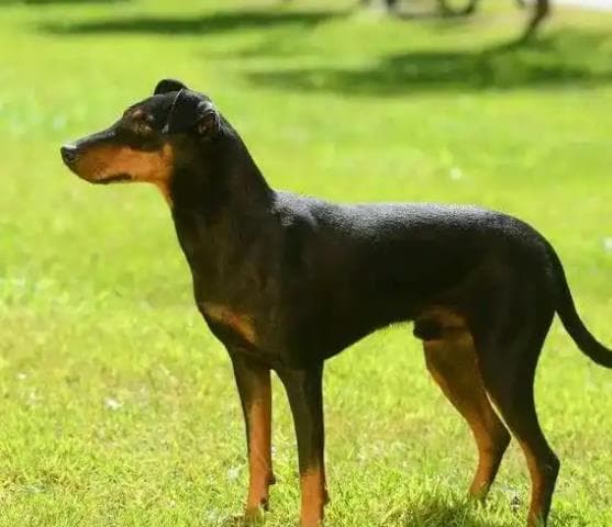 怎么训练曼彻斯特梗犬不攻击小型动物