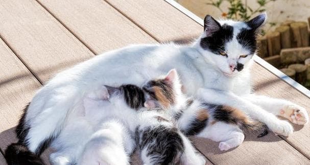 小猫生后的注意事项：母猫如何照顾小猫及合适离开母猫的时间
