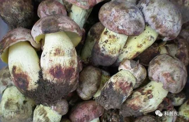 云南“野生菌王国”：12种菌类的自然馈赠