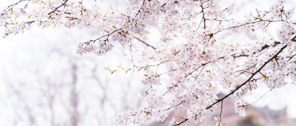 长沙望月公园樱花攻略（开花时间+在哪里+门票）
