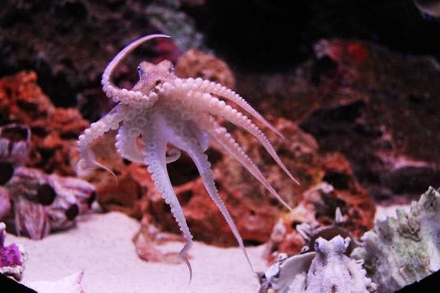 八爪鱼：海洋中的神奇生物