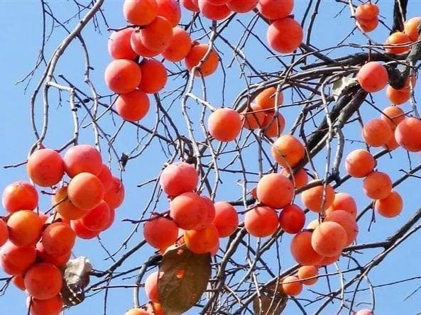 柿子树有6种药用部位，你知道吗