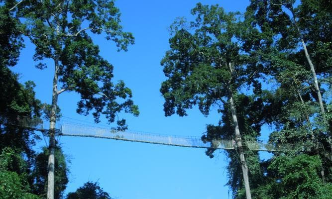 望天树：从自然到文化的多重价值