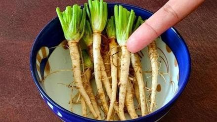 青菜：从餐桌到药典的中国本土植物